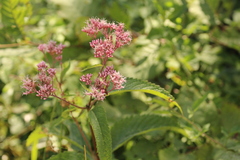 Eutrochium maculatum