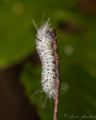 Lophocampa caryae