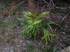 Platycerium superbum