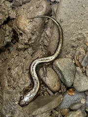 Desmognathus ochrophaeus