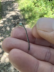 Argia fumipennis