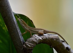 Anolis quercorum
