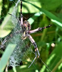 Argiope aurantia