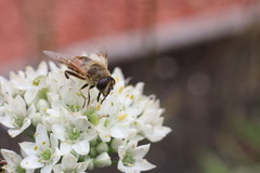 Eristalis tenax