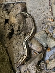 Desmognathus ochrophaeus
