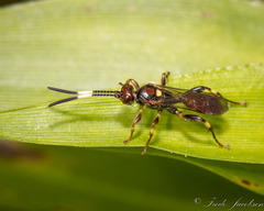 Cratichneumon