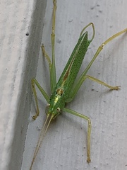 Meconema thalassinum