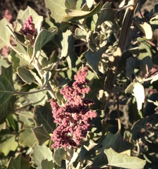 Chenopodium oahuense