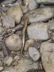Desmognathus ochrophaeus