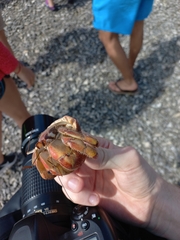 Coenobita compressus