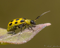 Diabrotica undecimpunctata