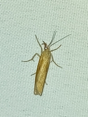 Agriphila tristella