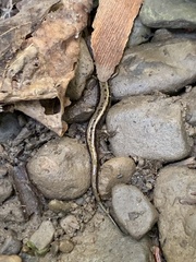 Desmognathus ochrophaeus