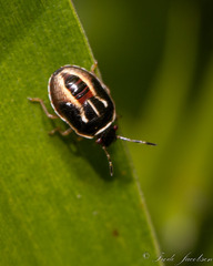 Mormidea lugens