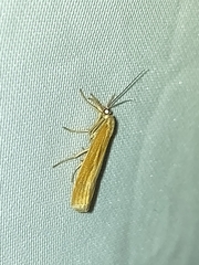 Agriphila tristella