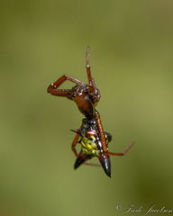 Micrathena sagittata