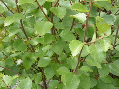 Betula nana