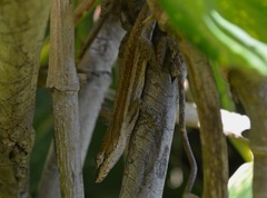 Anolis quercorum