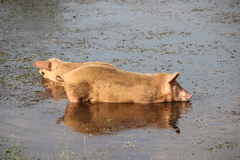 Sus scrofa domesticus