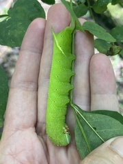 Sphingidae