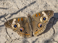 Junonia grisea