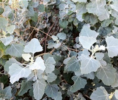 Chenopodium oahuense
