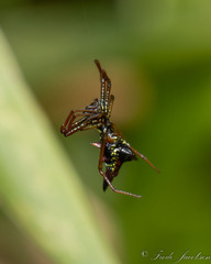Micrathena sagittata
