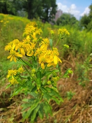 Verbesina alternifolia