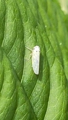 Cicadellidae