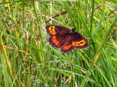 Erebia