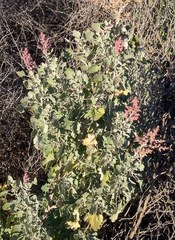 Chenopodium oahuense