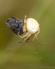 Araneus trifolium