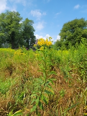 Verbesina alternifolia