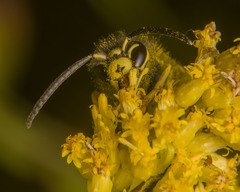 Vespula vidua