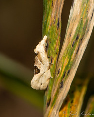 Eucosma tomonana