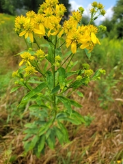 Verbesina alternifolia