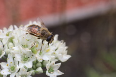 Eristalis tenax