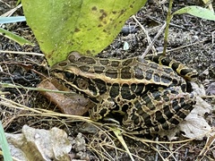 Lithobates palustris