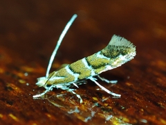 Cameraria ohridella
