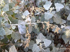 Chenopodium oahuense