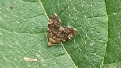 Anthophila fabriciana