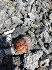 Coenobita compressus