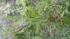 Bursera bipinnata