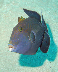 Pseudobalistes fuscus