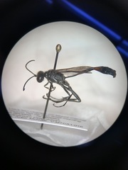 Ammophila procera