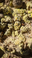 Acarospora schleicheri