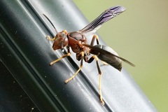 Polistes metricus