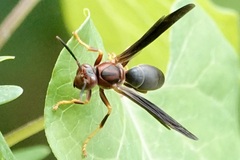 Polistes metricus