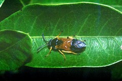 Argidae
