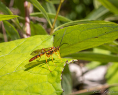 Ichneumonidae